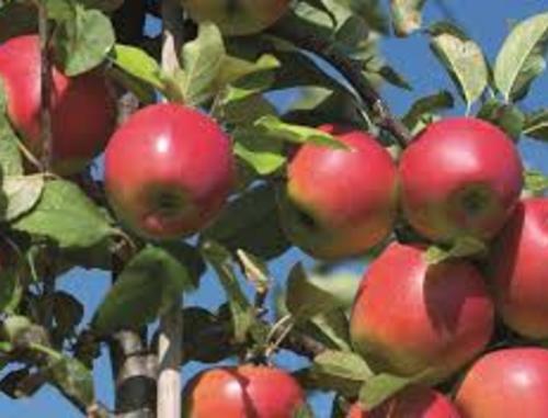 Fruitteelt
